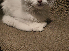 Male maine coon kitten for sale