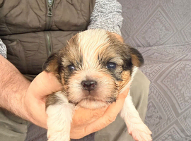 5 beautiful shorkie puppies