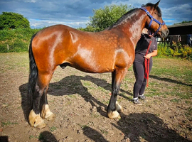 Welsh d gelding