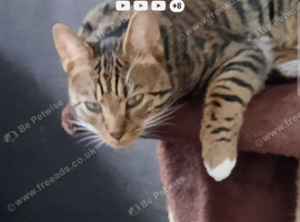 Bengal for sale