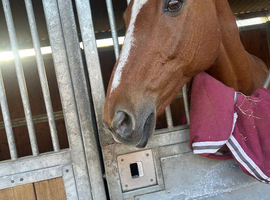 16.2 Irish sports dressage horse