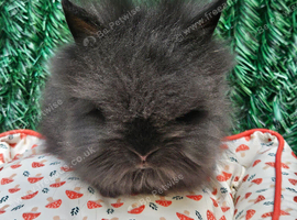 1 pure bred baby lionhead bunny