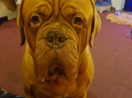 Dogue de bordeaux 4.5 years male