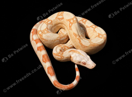 Future Breeding Pair of Kahl Boa Constrictors