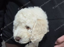 Cockapoo puppies