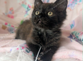 Very pretty female kitten     RE AVAILABLE   Ready to Leave now