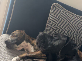 Pup for sale