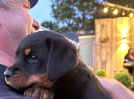 3/4rotty x prezla