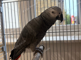 beautiful young african grey