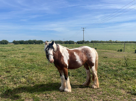 Lovely little mare