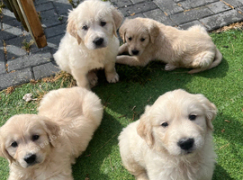 Gorgeous golden retriever puppies ️
