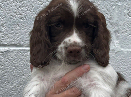 Kc registered English springer spaniel pups