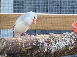 Roughly 75 birds for sale