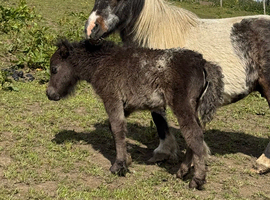 Shetland mare with Colt foal at foot