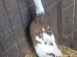 Trio of runner ducks
