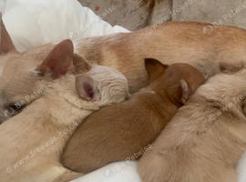 Last two! Tiny mini chihuahua x mini jack