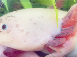 Axolotls For Sale - Various sizes (dirty leucistic)