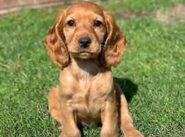 KC Registered Cocker Spaniels
