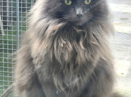 Grey female cat