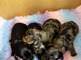 Miniature Dachshund Puppies &ndash; Ready From 4th July 2026