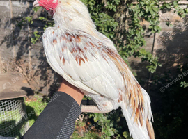 Pure mianwali aseel for sale