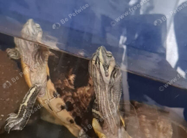 2 female yellow bellied sliders