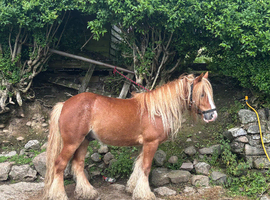 4 year old ride and drive bombproof