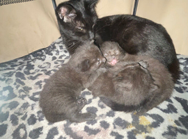 1 boy available