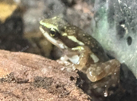 Santa isabel dart frog juveniles