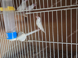 Java sparrow for sale