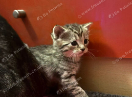 Kittens looking for a lovely home