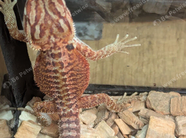 Baby bearded dragons for sale in southeast London