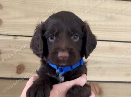 Cockapoo READY NOW !!!!!!