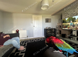 Greenwing macaw