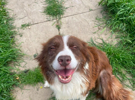 6 year old female border collie