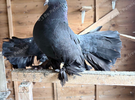 3 Indian fantail for sale