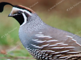 Californian Quail