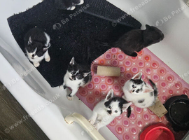 Kittens female