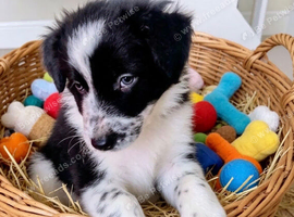 puppy for sale