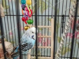 Male budgie with cage