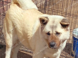 Female akita