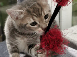 Beautiful Russian Blue x Tabby 8 weeks old fully litter trained