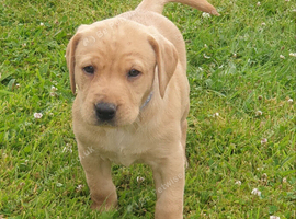 Labrador pups, yellow