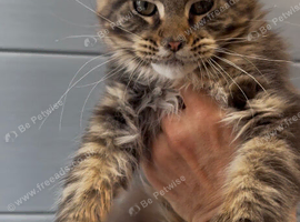 XL beautiful maine coon kittens