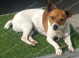 Traditional Jack Russell