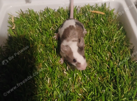 pet mice delivery available