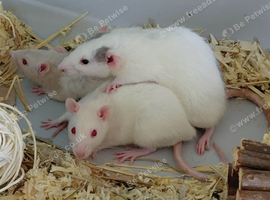 3 Dumbo rats