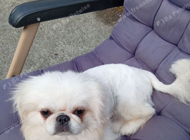 WHITE PEKINGESE