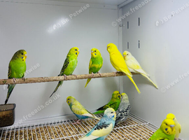 Budgies