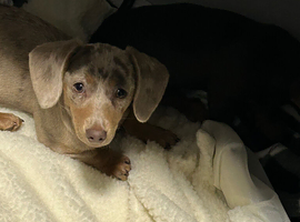 Loving 6 months old female